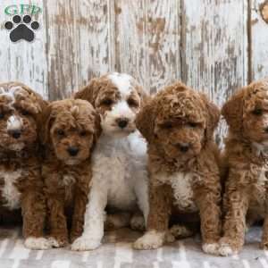 Henrietta, Mini Labradoodle Puppy